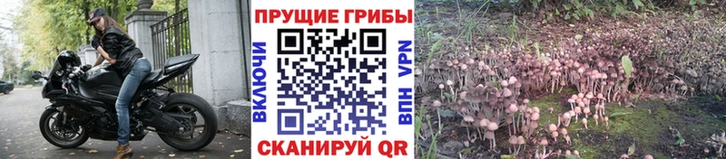 Псилоцибиновые грибы Magic Shrooms  где продают наркотики  Подпорожье 